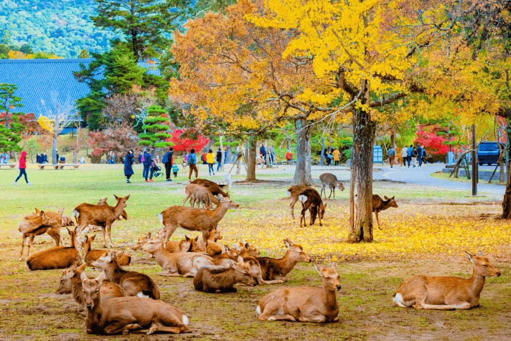 A bunch of deers in a park in Western Japan.