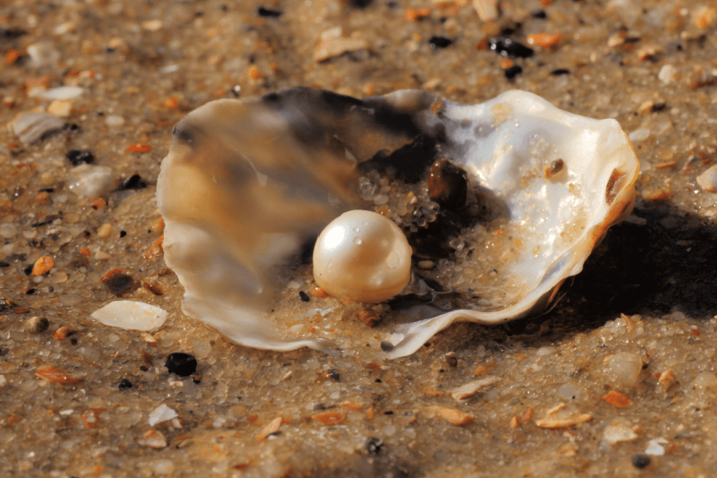 A pearl in a shell on a beach.