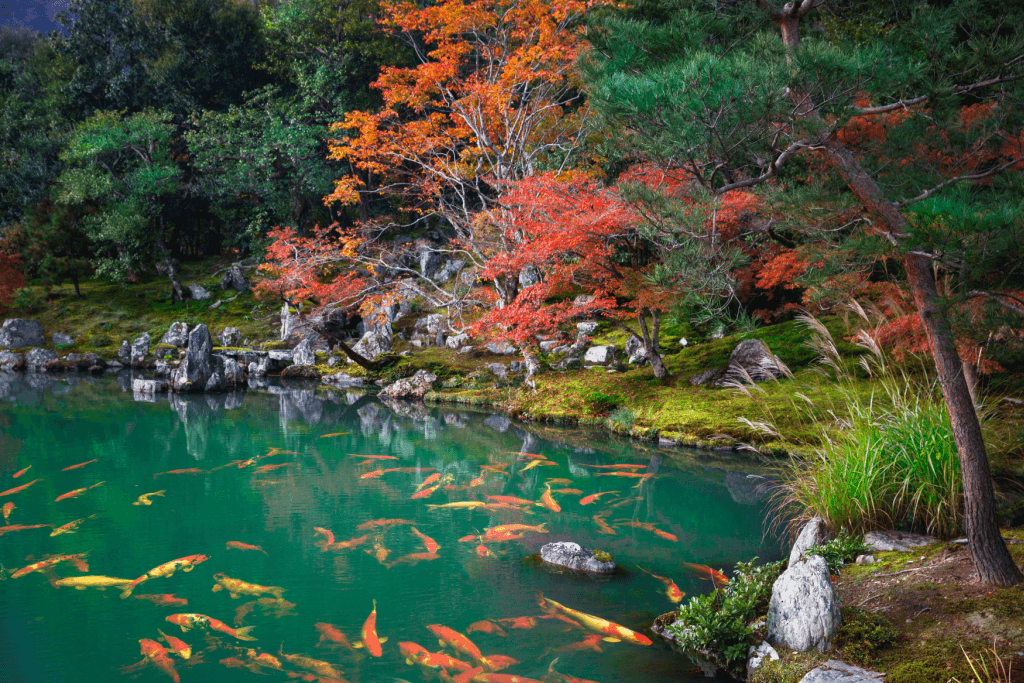 A pond full of fishnnear Arashiyama.