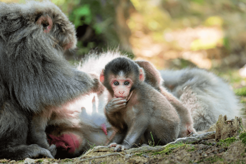 A bunch of monkeys Iwatayama Monkey Park.