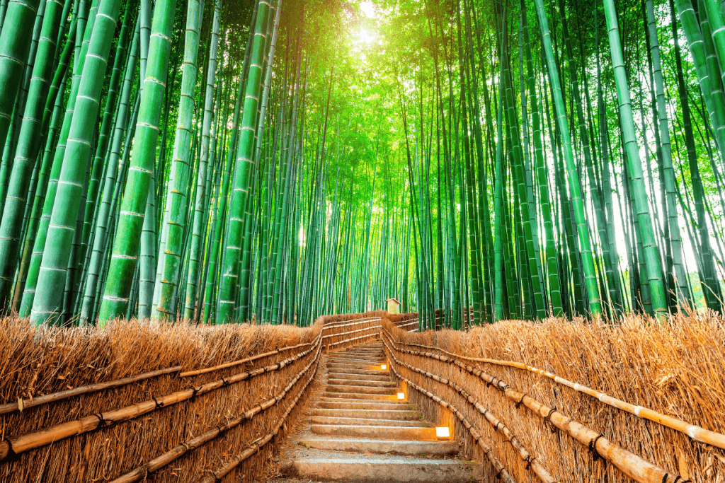 Sagano Bamboo Forest in Arashiyama.