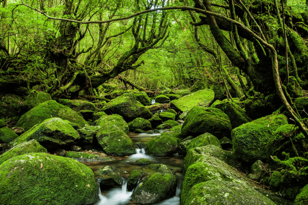 The Yakushima Forest, which is one of many hiking trails in Japan. 