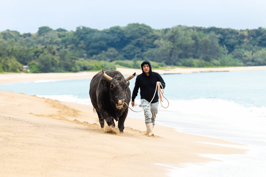 An owner taking his bull for a walk on the beach.