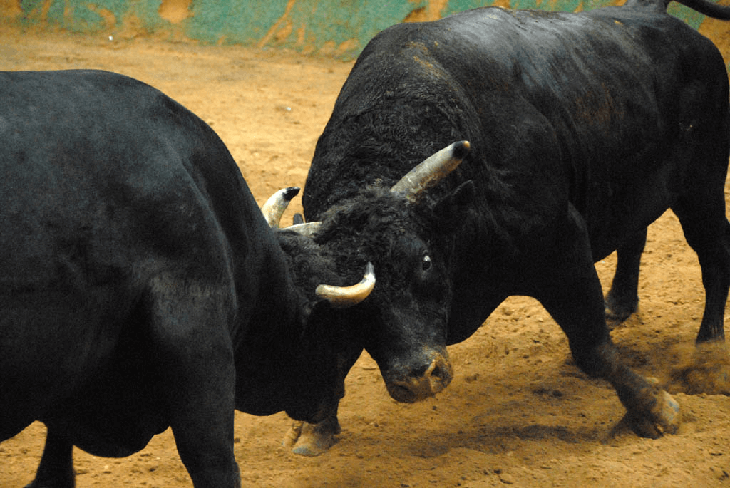 A bullfighting match in Japan.