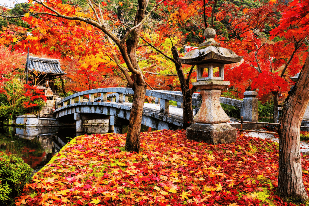 A bunch of red leaves at a park in Japan during koyo season.