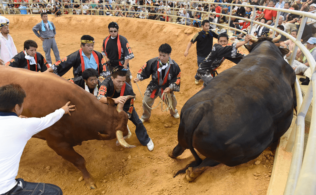 A scene of live Japanese bullfighting.