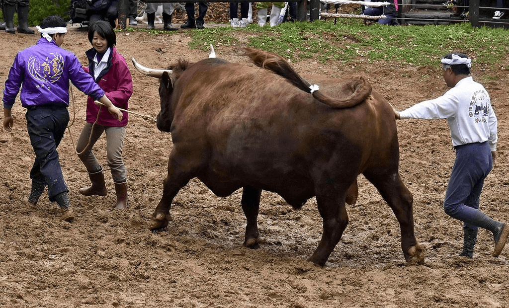 An owner with his bullfighting bull preparing for a togyu match.