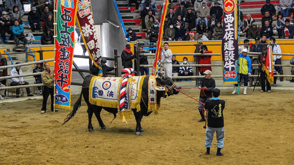 A bull draped in victory robes at the Uwajima Bullfighting Festival.