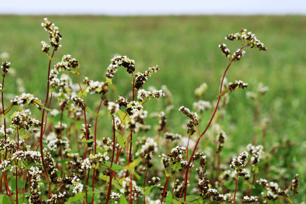 A field of buckwheat flowers.