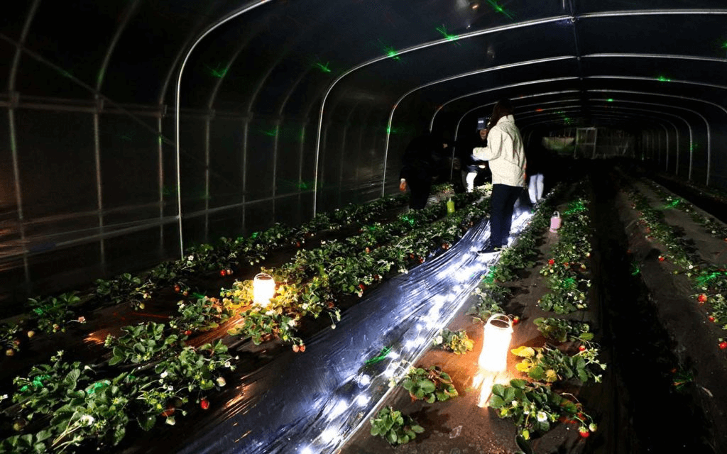 A night scene at a greenhouse in Namegata Farmers Village.