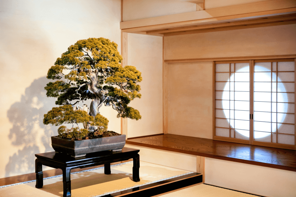 A bonsai at the Omiya Bonsai Art Museum. You can't see ningyo here.