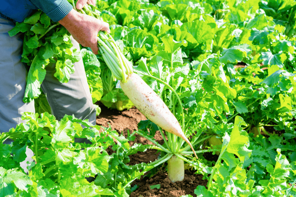 Another farmer pulling out a daikon.
