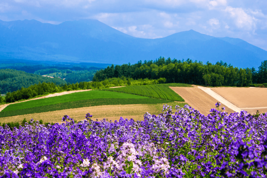 Lavender fields in Furano.