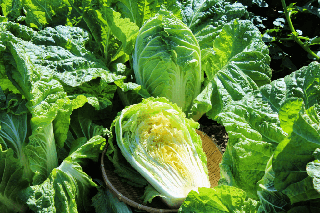 A crop of hokudai (Chinese cabbage).