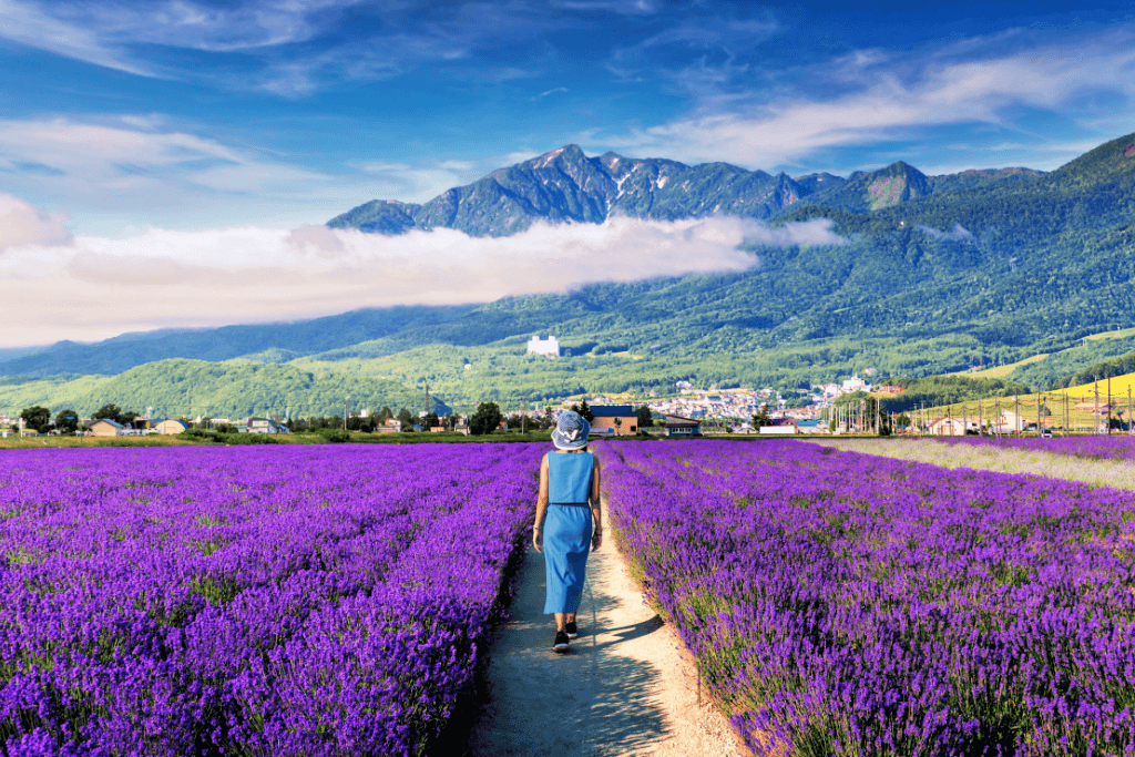 The Furano lavender fields in Hokkaido, a perfect getaway all year round.