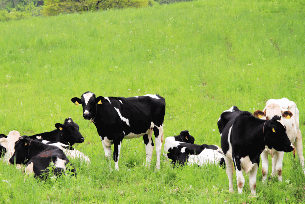 Cows grazing in Hokkaido.