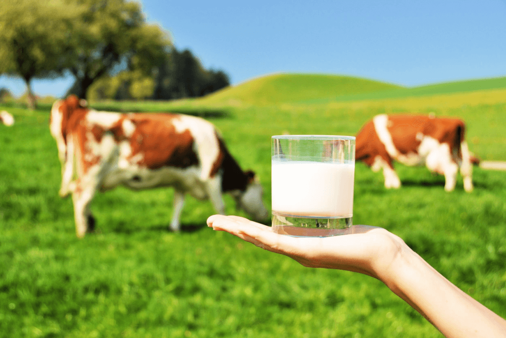 A person holding a glass of Hokkaido milk with cows in the food.