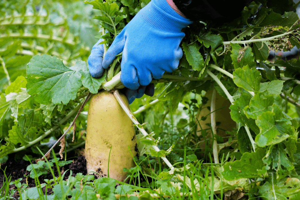 A farmer pulling out a daikon, one of many Japanese winter vegetables.