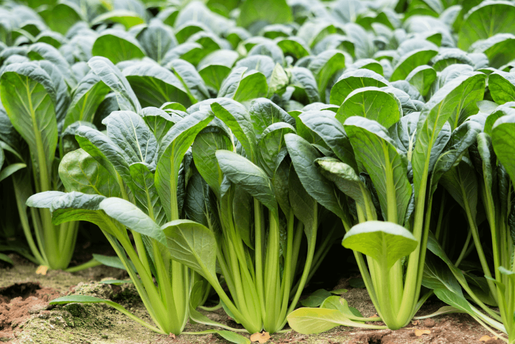A crop of komatsuna mustard spinach.