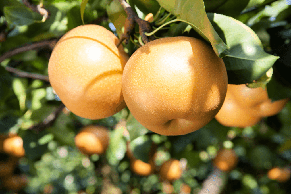 A close up of pears on a pear tree.