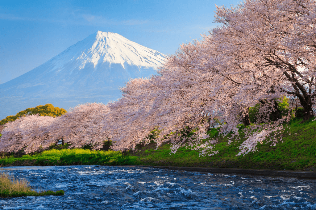 Cherry blossom trees on a river with a mountain in the background.