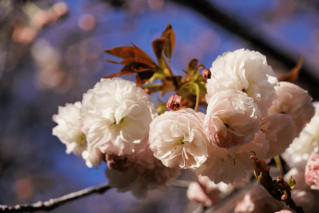 A bunch of fugenzou cherry blossoms on a branch.
