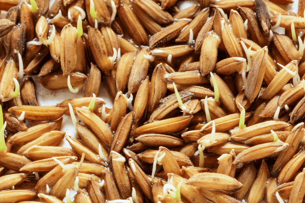 A bunch of uncooked germinated rice.