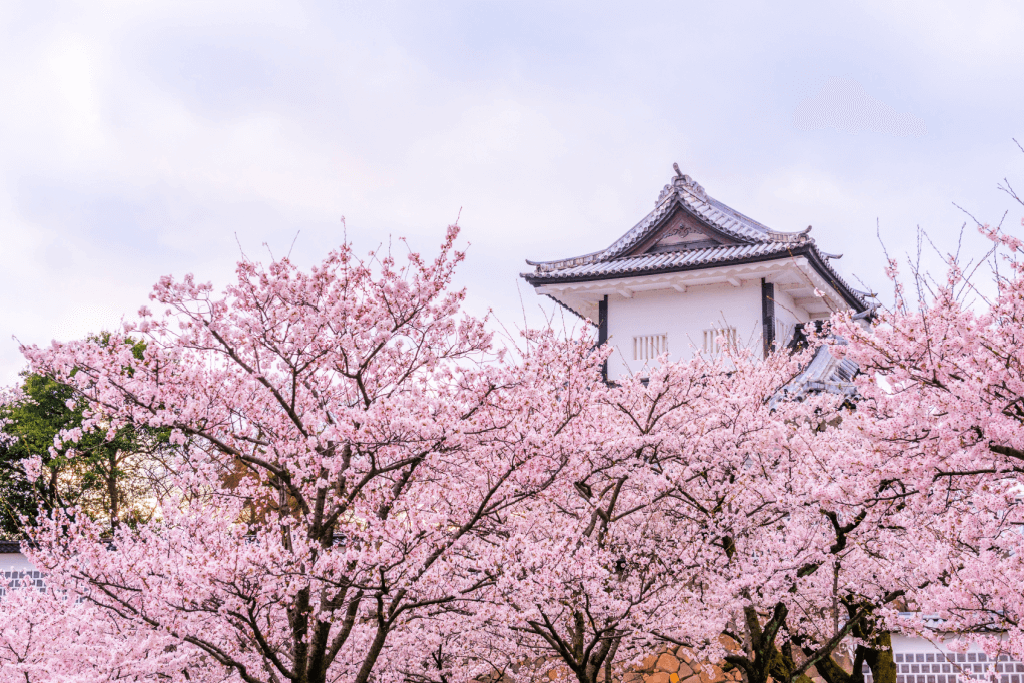 Kanazawa Castle surrounded by cherry blossoms.
