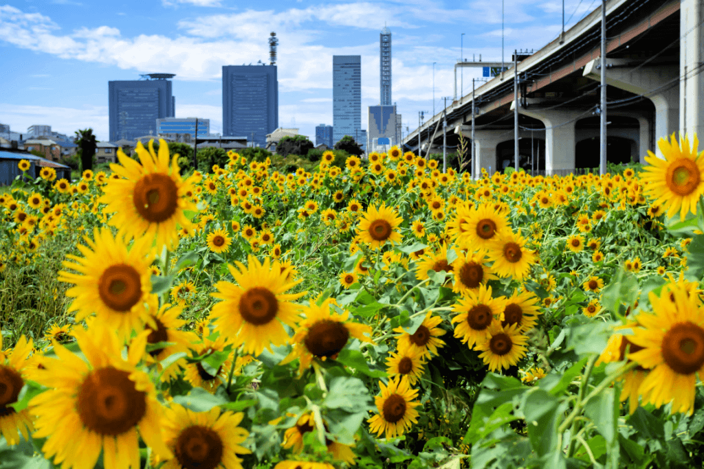 A bunch of sunflowers near Kumagaya in Saitama.