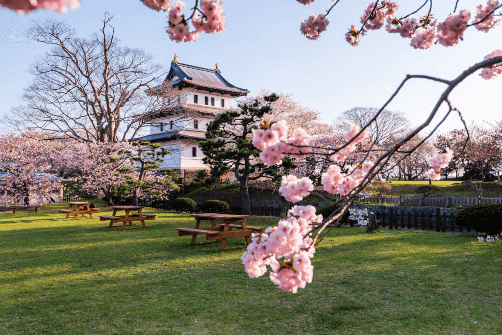 Cherry blossoms near Matsumae Castle.