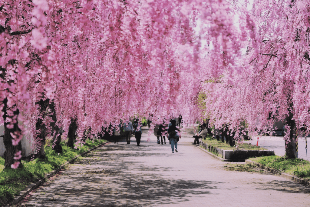 Shidarezakura trees, or weeping cherry blossoms, one of many rare flowers.