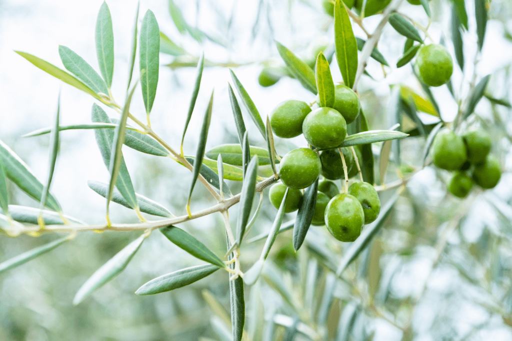 Shodoshima Island olives on a tree, which grow year round.