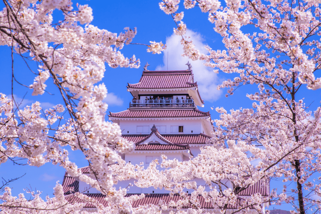 Tsuruga Castle in the spring time, surrounded by cherry blossoms.