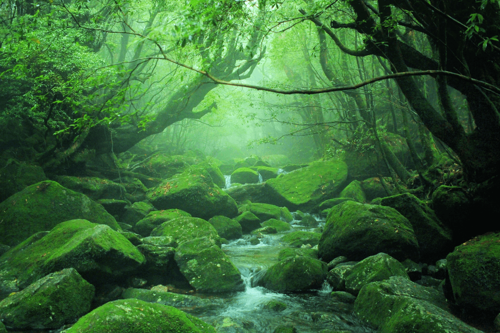 Yakushima Forest which has some of the rainiest weather in Japan.