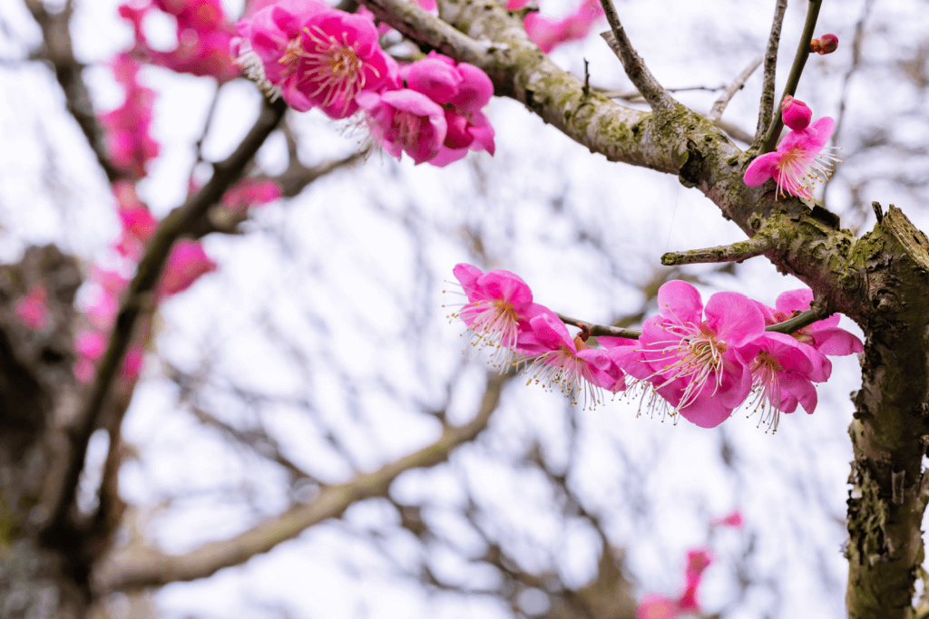 Plum blossoms in Atami.