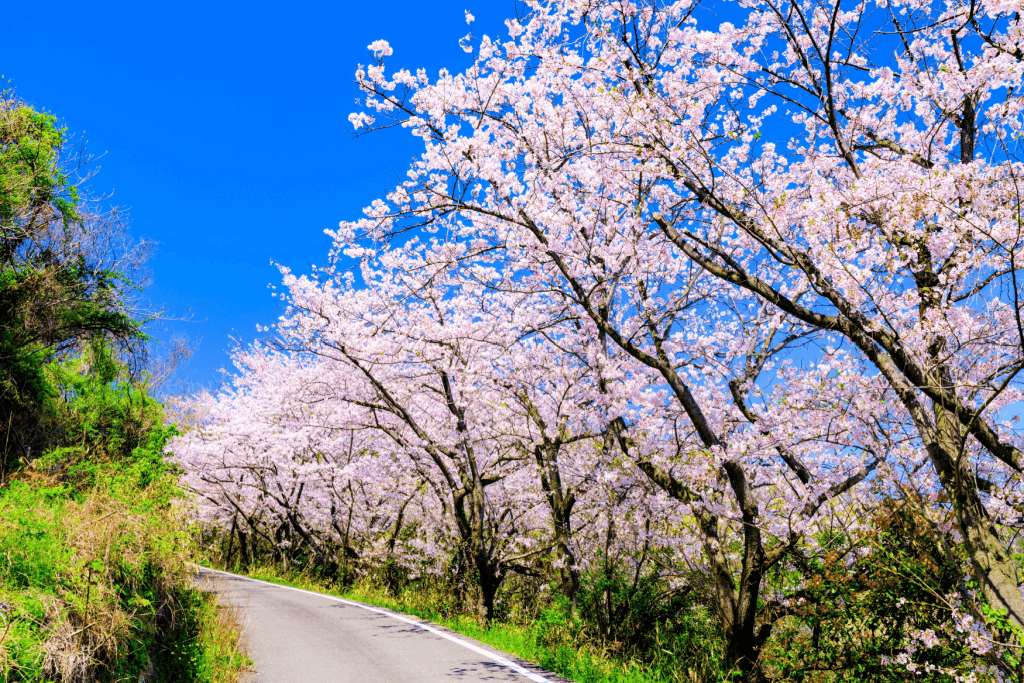 A cherry blossoms on an island.
