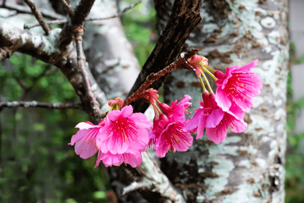 Spring flowers in Okinawa.,