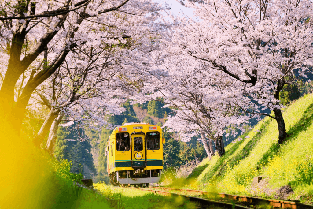 A yellow train among the spring cherry blossoms.