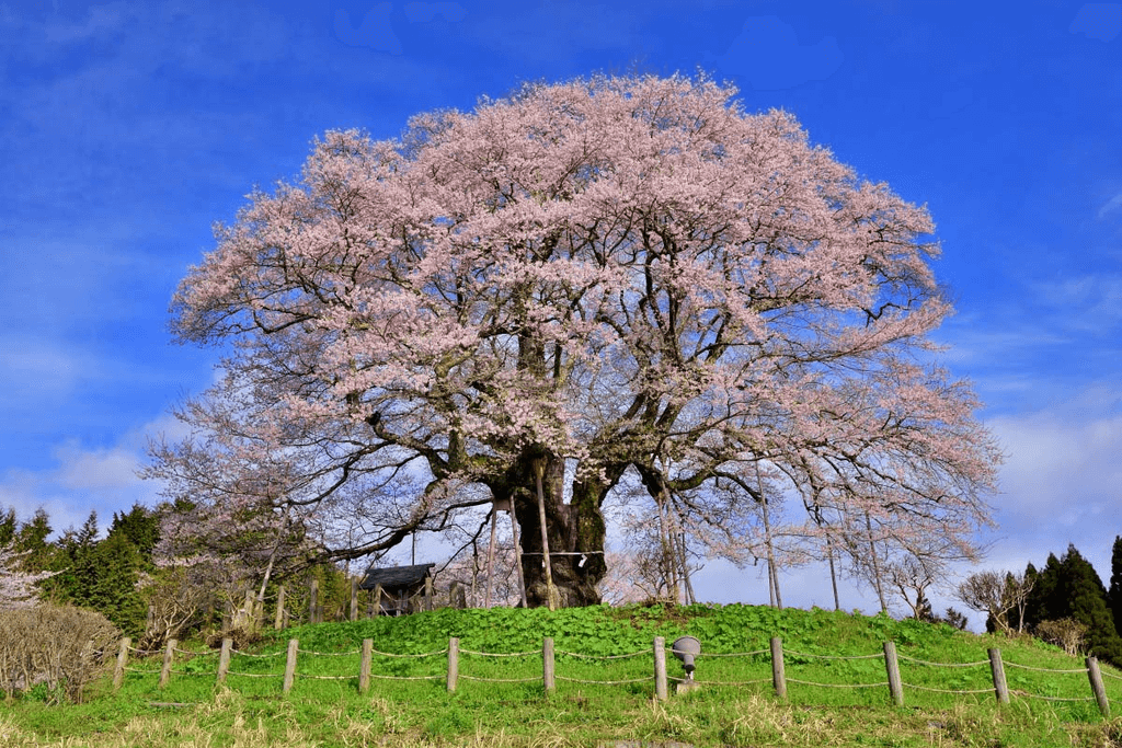 The Daigozakura tree in Okayama Prefecture.