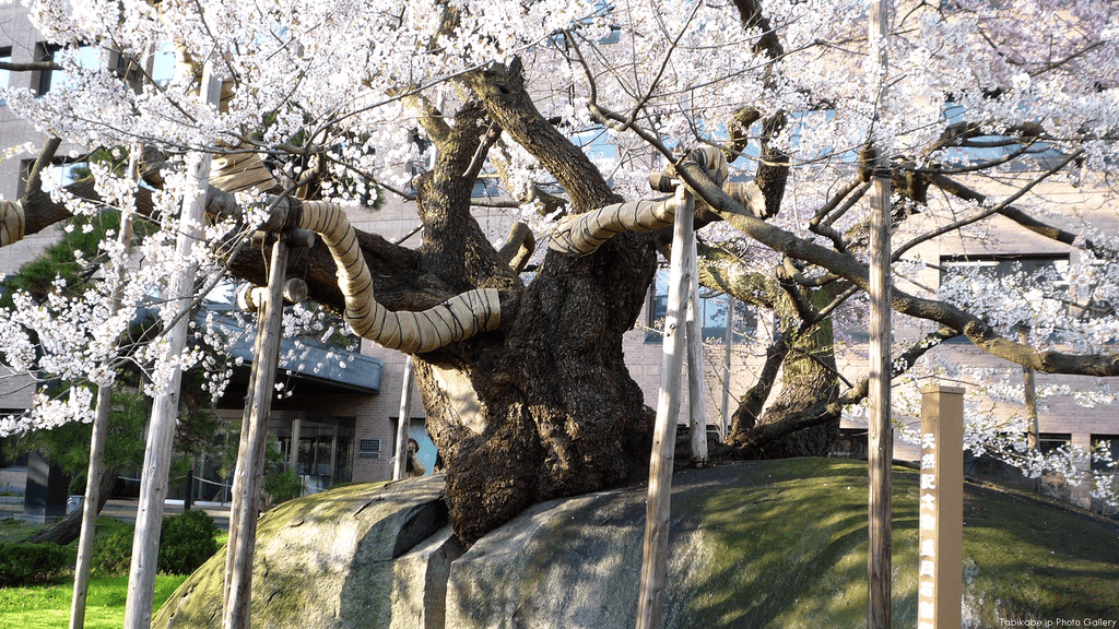 The Ishiwarizakura tree in Morioka Prefecture.
