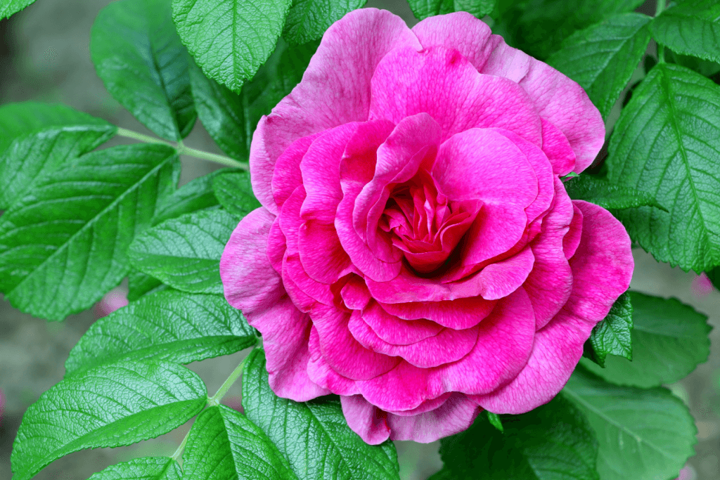 A pink Japanese Imperial Rose.