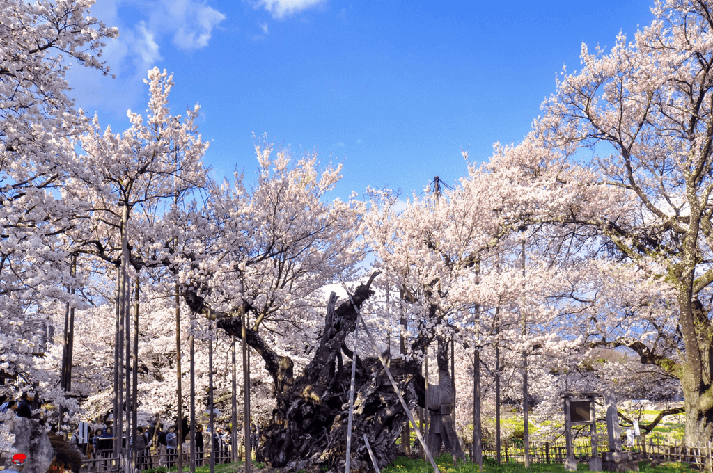 The Jindaizakura tree in Yamanashi Prefecture.