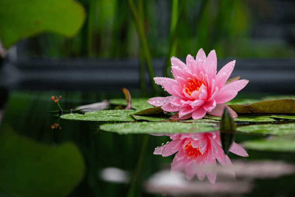A pink lotus flower.