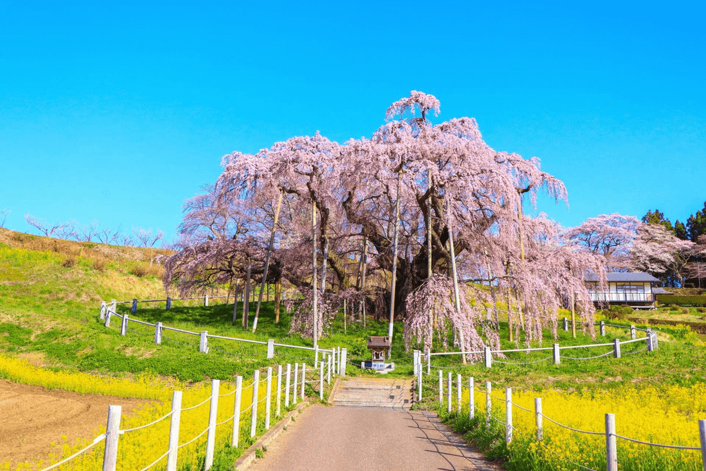 The Miharu Takizakura tree in Fukushima Prefecture.