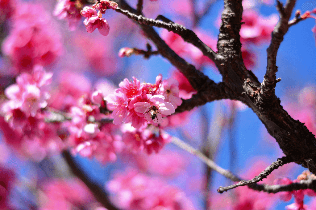 Spring flowers in Okinawa.