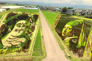 Rice Paddy Art: What Makes it So Special? - Sakuraco