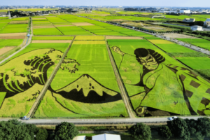Rice paddy art in Saitama depicting a woman in a kimono and mountain.