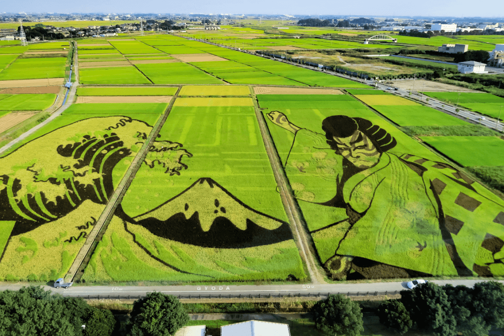 Rice paddy art in Saitama depicting a woman in a kimono and mountain.