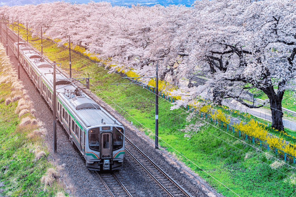 A train in Sendai surrounded by cherry blossoms.