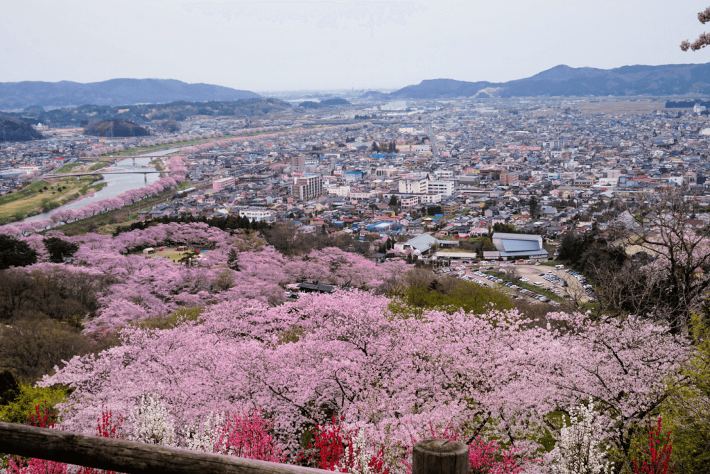 Bird's eye view of cherry blossoms in Sendai.